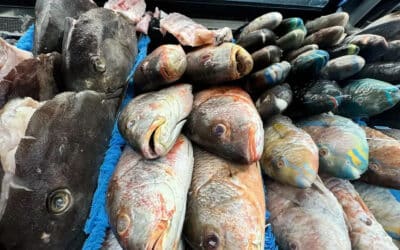 How to Choose the Best Fish for Dinner – Tips from Coconut Creek’s Seafood Aisle