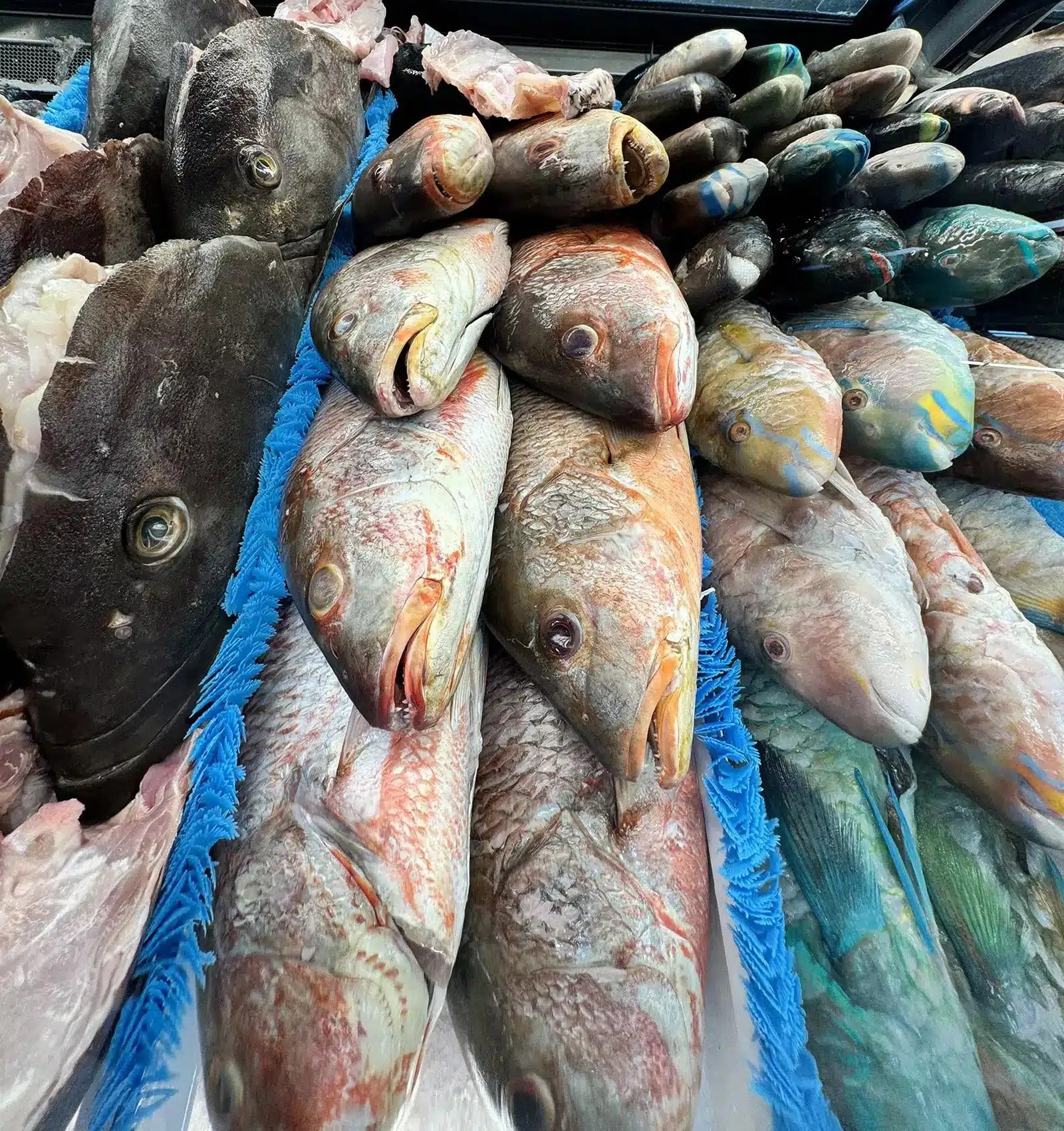 true Coconut Creek gathering spot