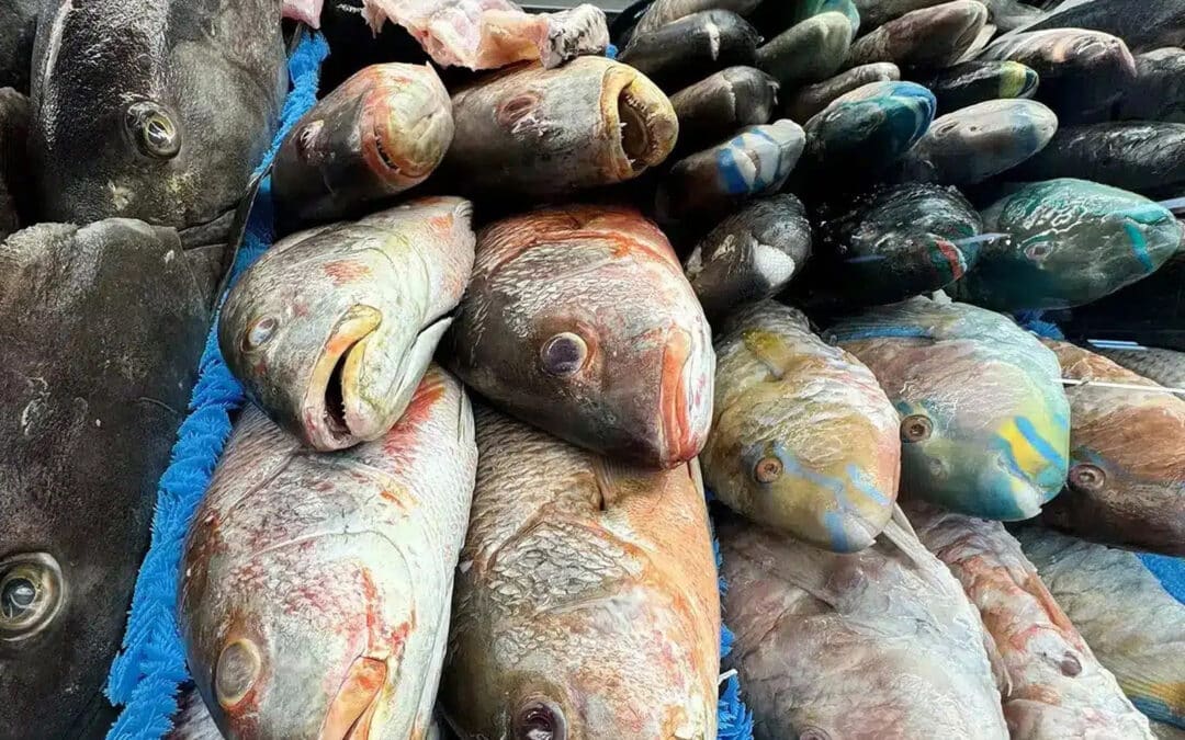 Why Fresh Seafood Is Becoming a Staple for Margate Households